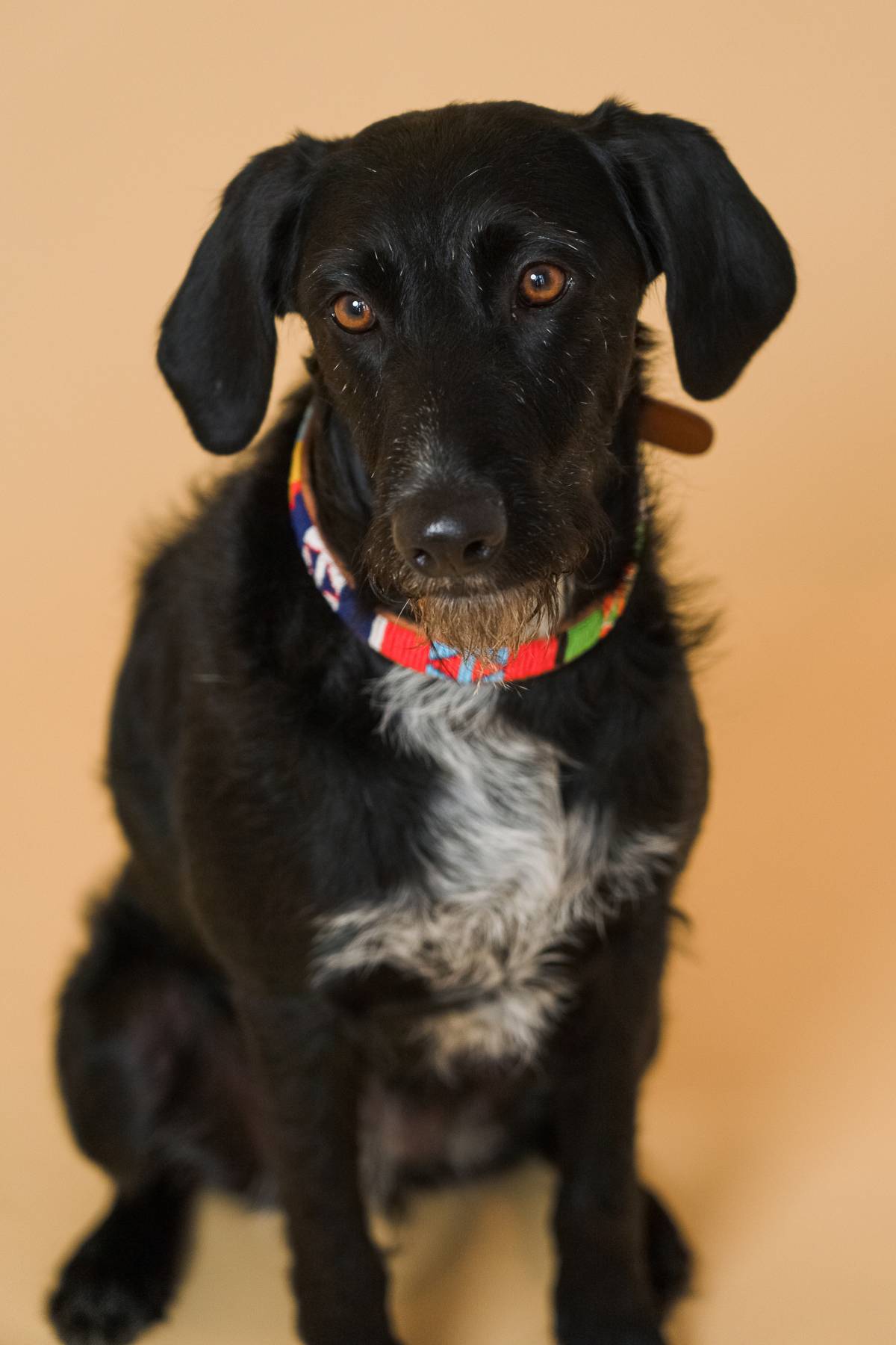 Håndlavet hundehalsbånd i læder med perler