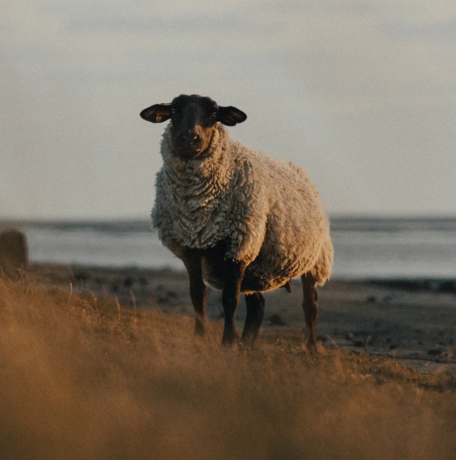 The Cozy Sheep