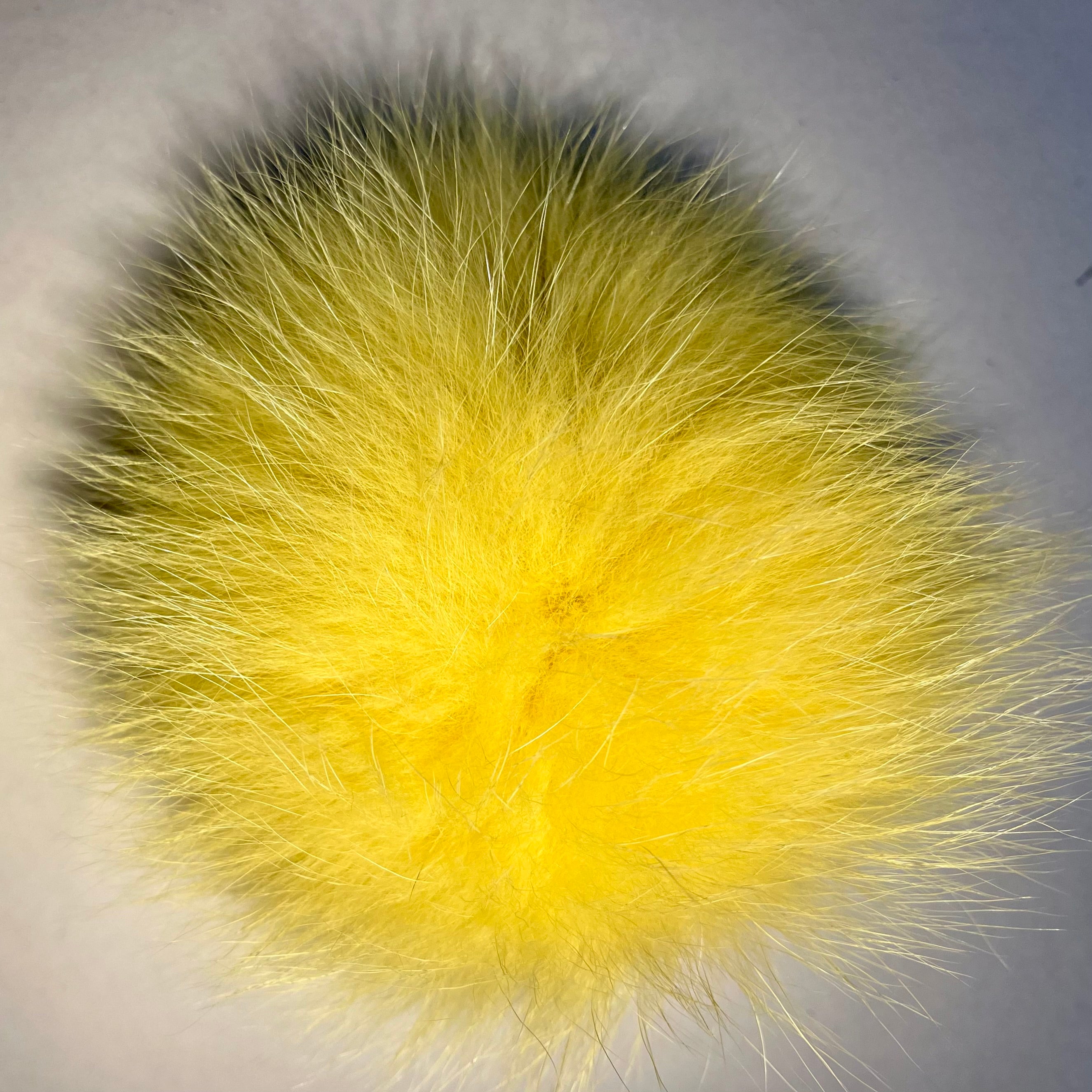 Pompon